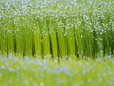 Campo de lino en flor